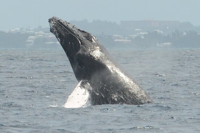 Whale Watching on Sundeck in Bermuda - Price, value, and what is not included