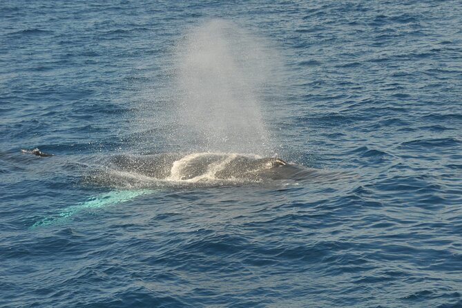 Whale Watching on Sundeck in Bermuda - How to prepare for a better day