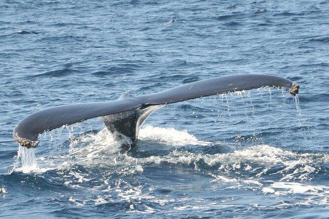 Whale Watching on Sundeck in Bermuda - The five-hour search for humpback whales