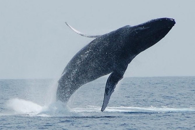 Whale Watching On The Big Island - Key points at a glance