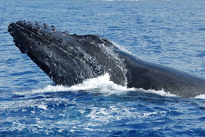 Whale Watching On The Big Island - Is $98.10 a fair price?