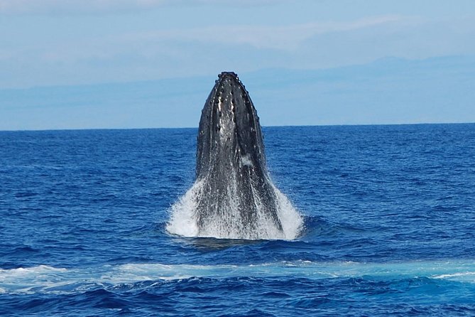 Whale Watching On The Big Island - The whale season and what you may see