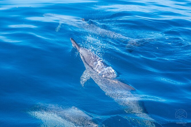 Whale watching on the preserved and quiet coast of Paea (Pk26) - Why Paea is a smart place for whale watching