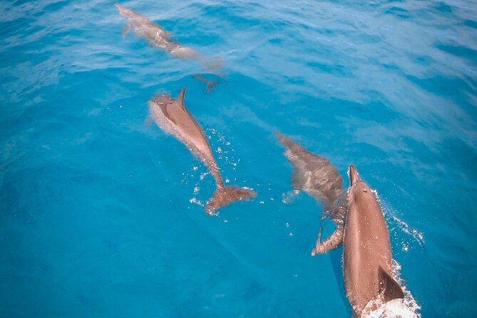 Whale watching on the preserved and quiet coast of Paea (Pk26) - What swimming with the whales actually requires