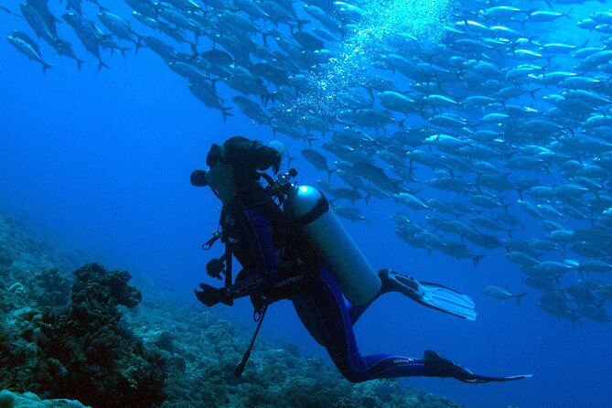Whale watching on the preserved and quiet coast of Paea (Pk26) - Who gets the best value from $205.27
