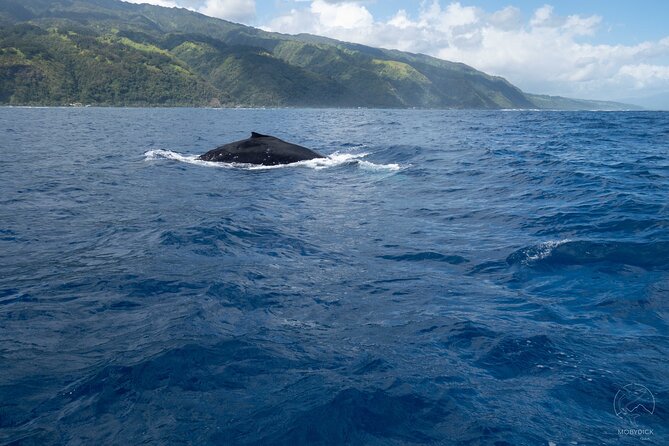 Whale watching on the preserved and quiet coast of Paea (Pk26) - Three ways to arrange the boat