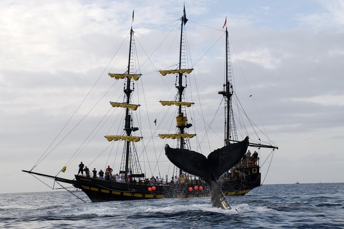 Whale-Watching Pirate Ship Cruise in Los Cabos - What the $99 price really includes