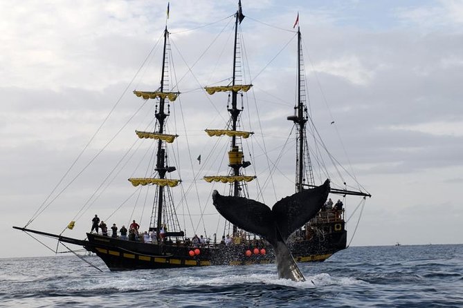 Whale-Watching Pirate Ship Cruise in Los Cabos - Lover’s Beach, the Arch, and the sea lion colony