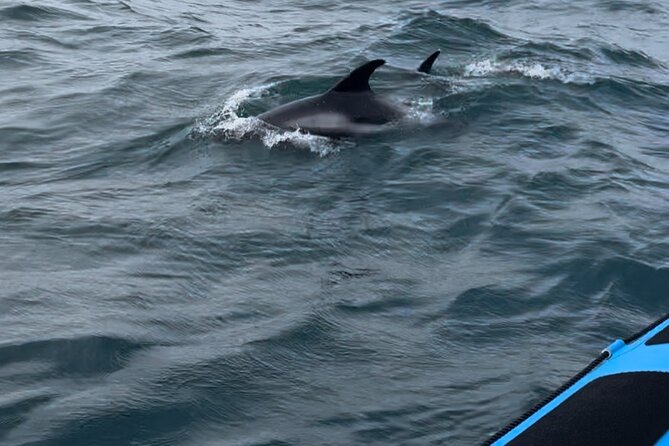 Whale Watching - RIB Boat Adventure in Kopavogur, Iceland - The Nauthólsvík stop and harðfiskur