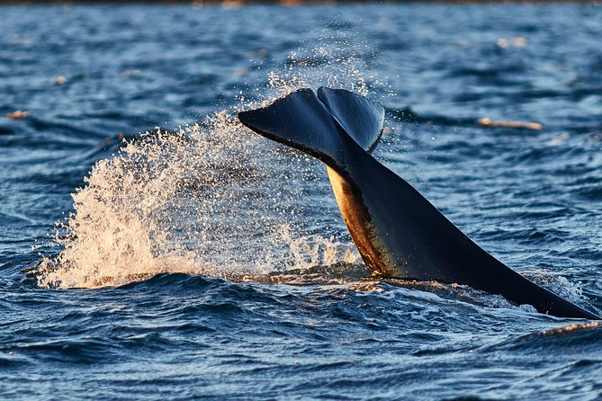 Whale Watching RIB Boat Tour in Skjervoy from Tromso - Why Skjervoy is worth the long ride
