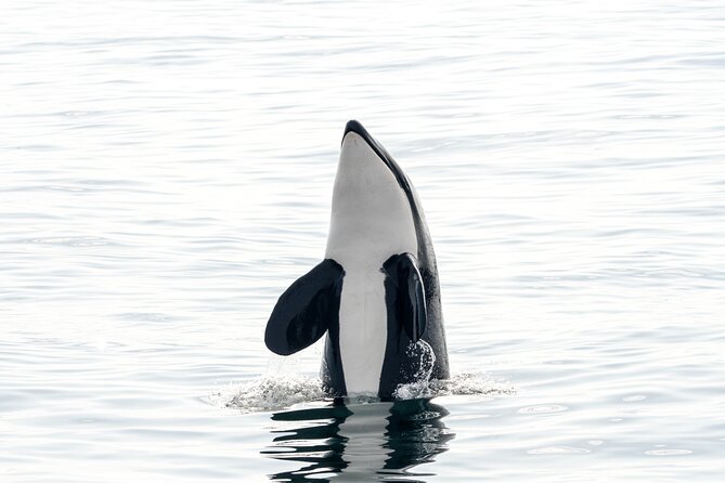 Whale Watching RIB Boat Tour in Skjervoy from Tromso - On the water with up to 24 people