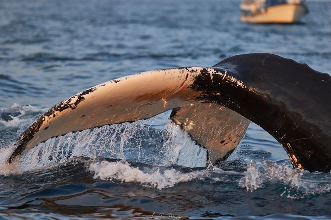Whale Watching RIB Boat Tour in Skjervoy from Tromso - Lunch, ferries, and the rushed return