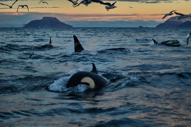 Whale Watching RIB Boat Tour in Skjervoy from Tromso - Leaving Tromso before the day begins
