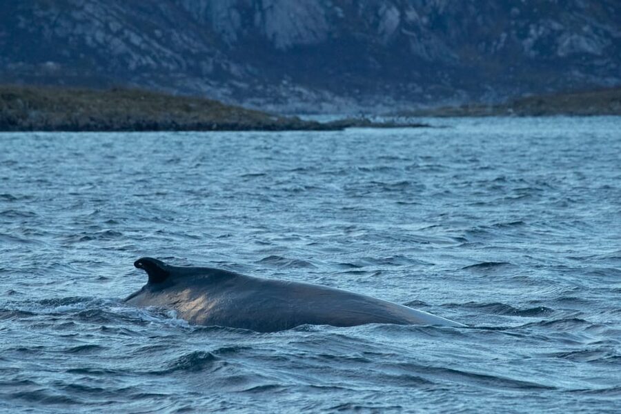 Whale Watching RIB Safari at Skjervøy - Key points before you book
