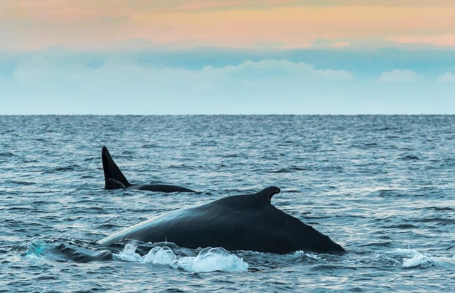 Whale Watching RIB Safari at Skjervøy - Why Skjervøy is the right place for this safari