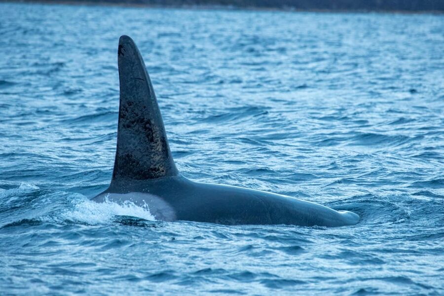 Whale Watching RIB Safari at Skjervøy - Orcas, humpbacks, and fin whales