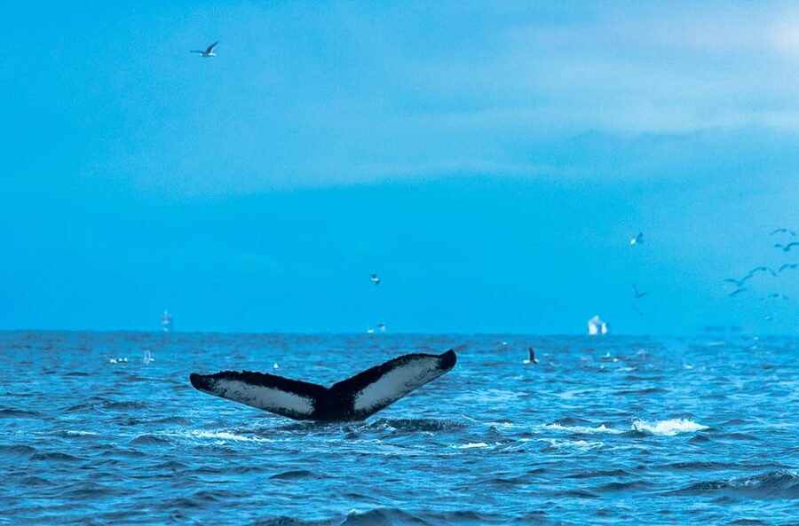Whale Watching RIB Safari at Skjervøy - The guides and the small-group advantage