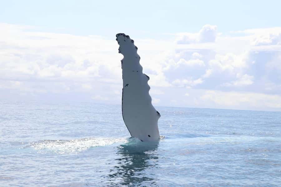 Whale Watching Safari Byron Bay - What makes this safari worth your time