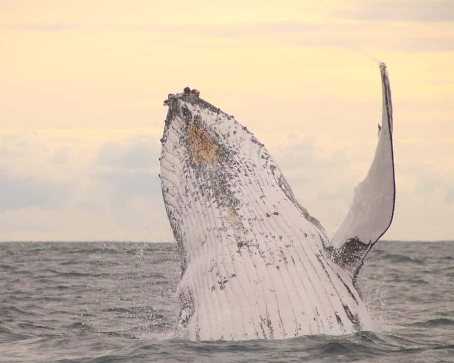 Whale Watching Safari Byron Bay - Why winter is the right time to go