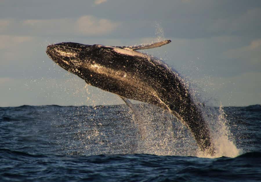 Whale Watching Safari Byron Bay - Boarding Apollo 2 and finding your view