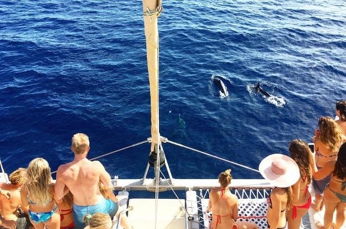 Whale Watching Sail in Honolulu with Open Bar - Dolphins, sea turtles, and the wider ocean view