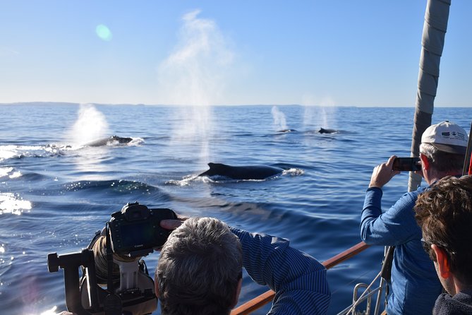 Whale Watching Sailing Experience in Sydney - Key points at a glance