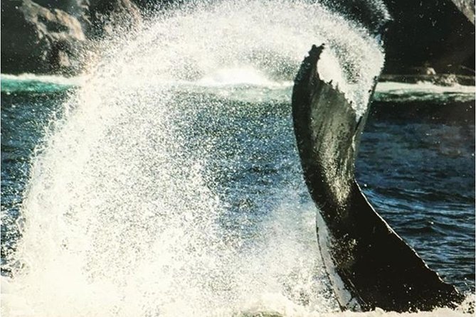 Whale Watching Sailing Experience in Sydney - Watching humpback whales in the Tasman Sea