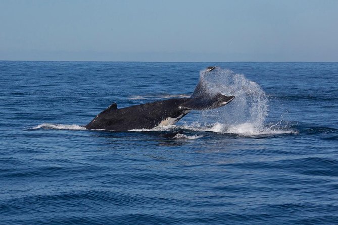 Whale Watching Sailing Experience in Sydney - The boat ride and seasickness question