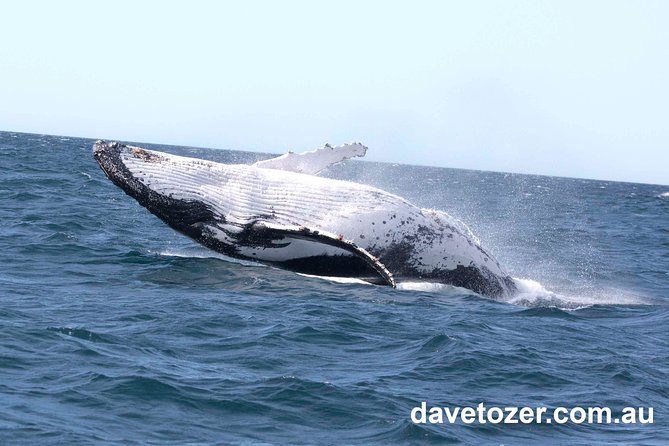 Whale Watching Sailing Experience in Sydney - Who should book this experience?