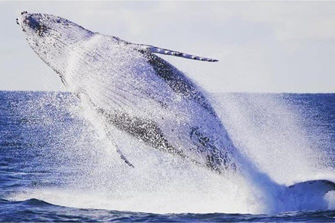 Whale Watching Sailing Experience in Sydney - Sailing through Sydney Harbour first