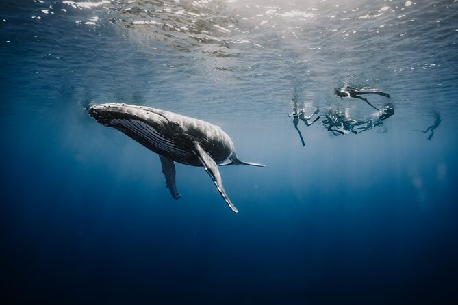 Whale Watching Shared Half Day - Moorea whale watching with room to breathe