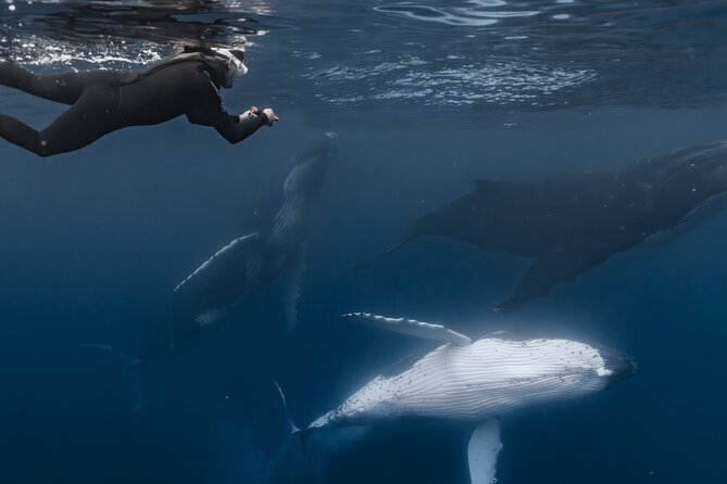 Whale Watching Shared Half Day - Weather, cancellations, and timing