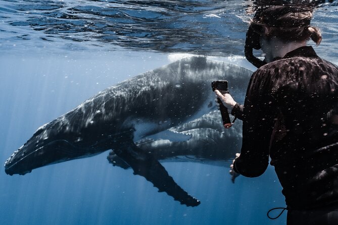 Whale Watching Shared Half Day - Who should book this experience?