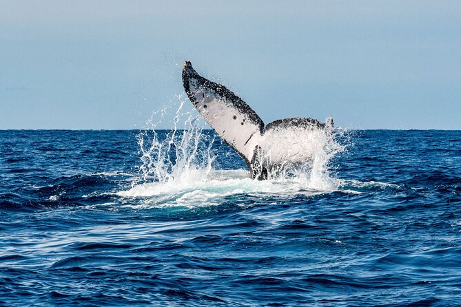 Whale Watching Snorkel Combo - A morning built around Cabo’s best wildlife