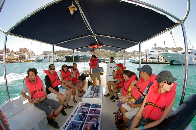 Whale Watching Snorkel Combo - El Arco from the water
