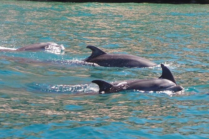 Whale Watching Snorkel Combo - Why the guide matters more than the schedule