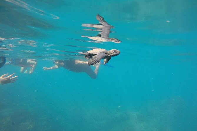 Whale Watching Snorkel Combo - Is $175 a fair price?