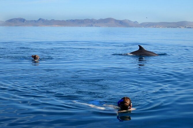Whale Watching Snorkel Combo - Timing, weather, and cancellation rules