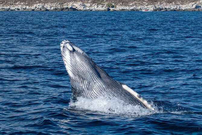 Whale Watching & Snorkeling Combo in Los Cabos with Photos Included - Meeting at Baja Vikings Ecoventures