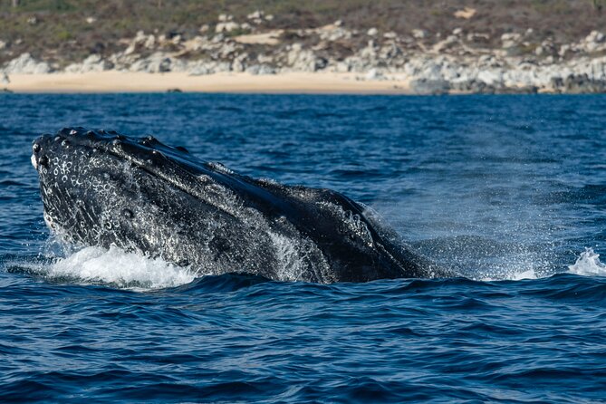 Whale Watching & Snorkeling Combo in Los Cabos with Photos Included - What the Land’s End views add