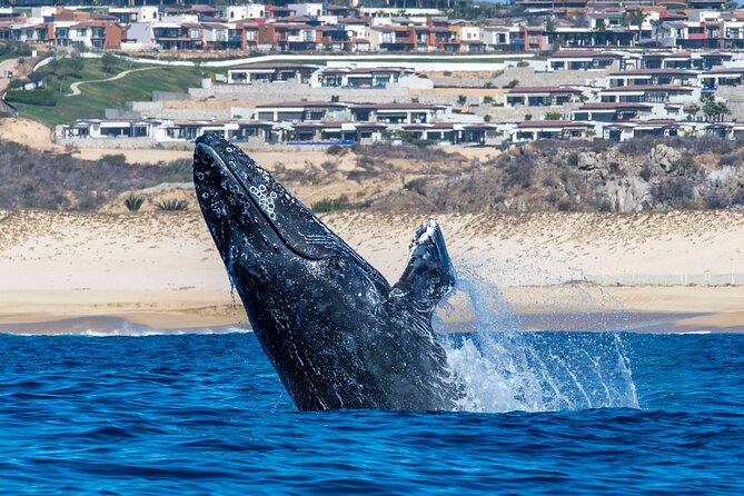 Whale Watching & Snorkeling Combo in Los Cabos with Photos Included - An hour of snorkeling in the Sea of Cortez