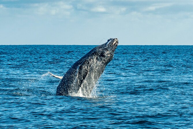 Whale Watching & Snorkeling Combo in Los Cabos with Photos Included - Photos, videos, and the practical extras