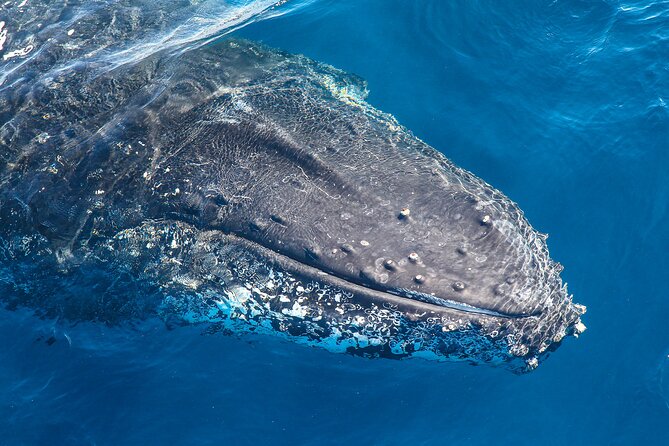 Whale Watching Sydney 2-Hour Express Cruise - Key points to know before you go