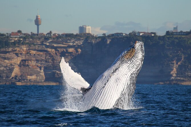 Whale Watching Sydney 2-Hour Express Cruise - What the boat feels like with 190 people