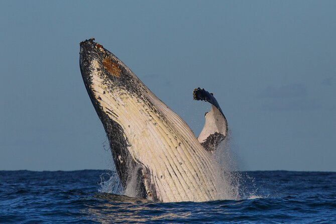 Whale Watching Sydney 2-Hour Express Cruise - Practical planning for the day