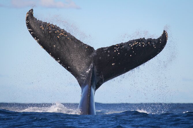Whale Watching Sydney 2-Hour Express Cruise - The 15-minute run to open ocean