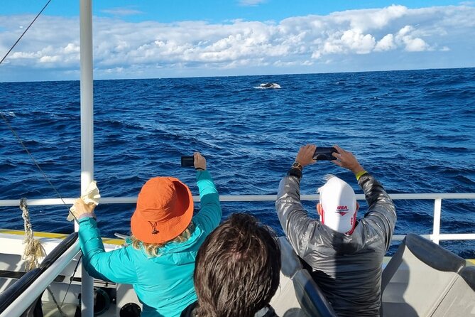 Whale Watching Sydney - What whale watching can look like here