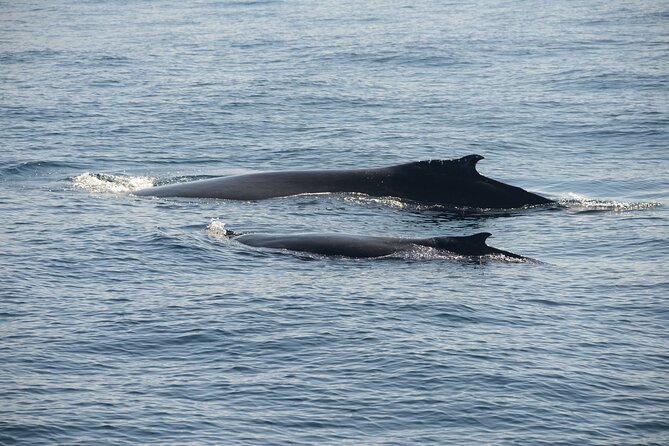 Whale Watching Sydney - The biggest concern: advertised time versus time afloat