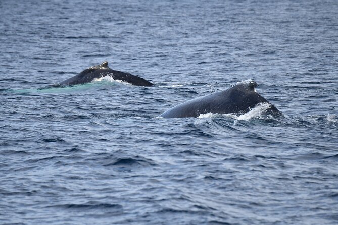 Whale Watching Sydney - How the $61.09 price measures up