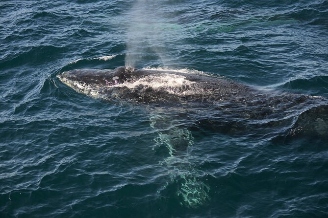 Whale Watching Sydney - Adventure’s small size and better viewing angles